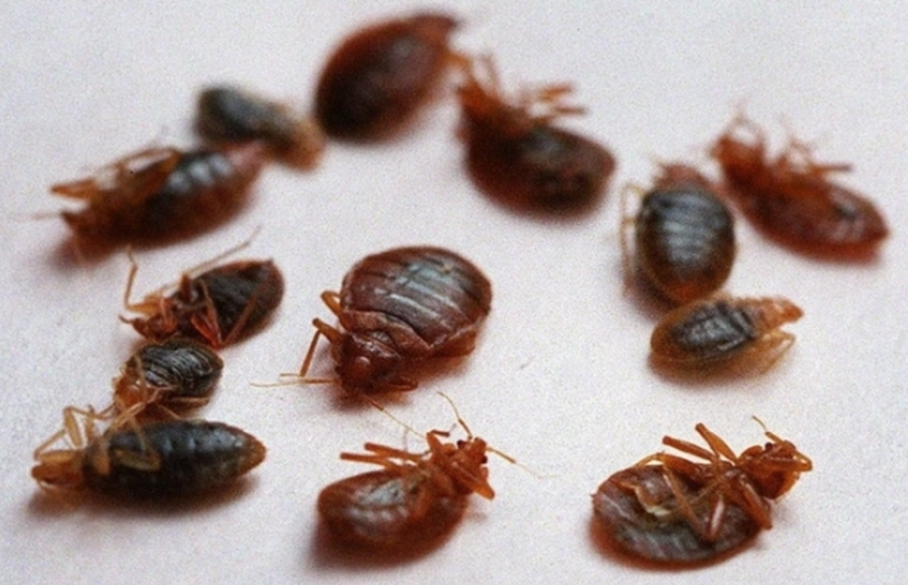 How to Permanently Eliminate Bedbugs from Your Home