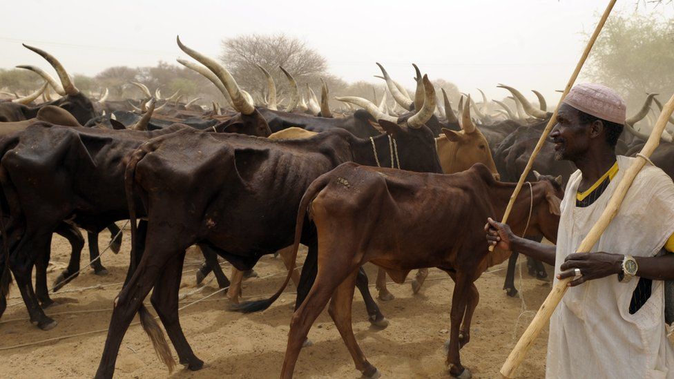 Fulani Herdsmen takes life of innocent farmer on his farmland in Ondo State