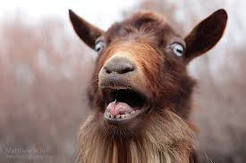 Man arrested for r@ping neighbour’s goat